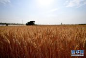 河南：小麦陆续开镰收获