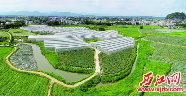 怀集县高标准打造省级蔬菜产业园，特色蔬菜产业进一步发展。 西江日报记者 梁小明 摄