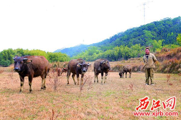 吕响群和他养殖的水牛，该项目让他的心里无比踏实。 西江日报通讯员 供图