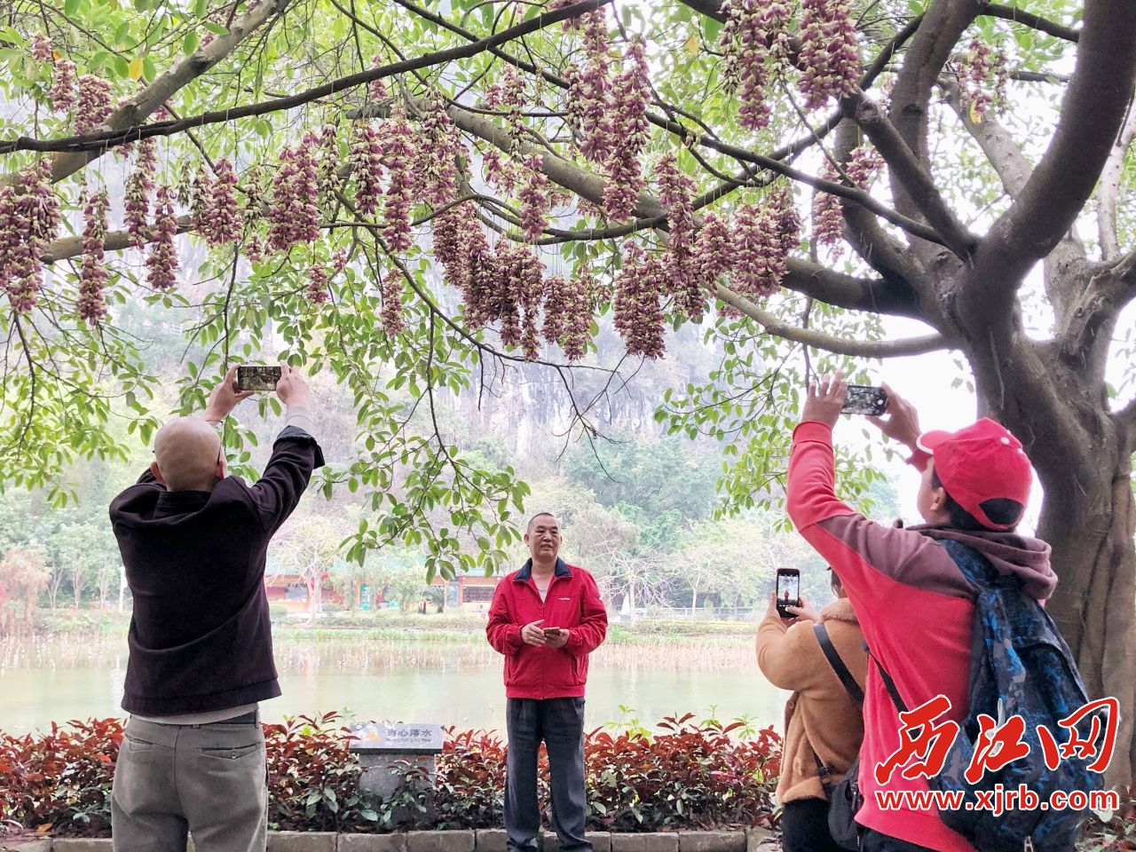 市民和游客纷纷举起手中手机与禾雀花拍照留念。杨乐祺摄