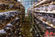 香菇种植成了封开利水村扶贫产业“变道”发展的“香饽饽”