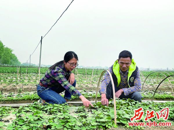 农技员梁丽欢（左）正在和番薯种植户陈习明讨论育苗技巧。 西江日报记者 夏紫怡 摄
