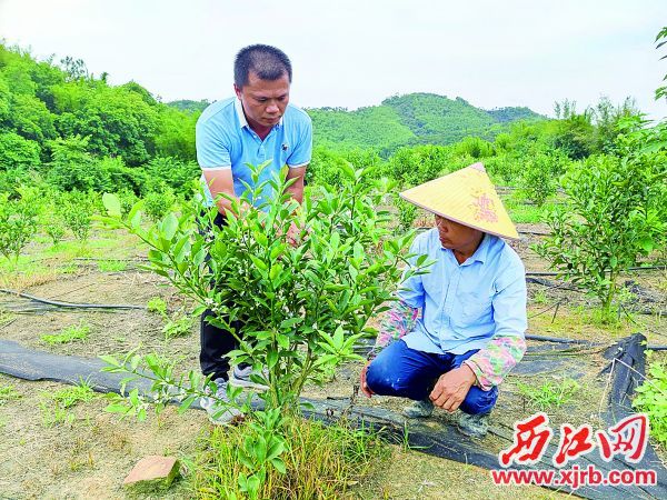 梁伟学（左）指导农户种植脆蜜金桔。 西江日报记者 高静 摄