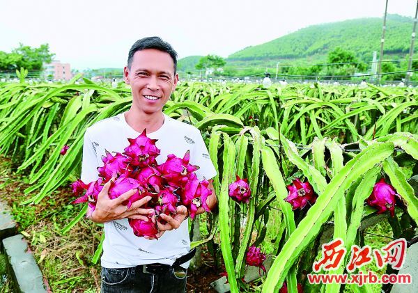李志峰和他的火龙果。 西江日报记者 杨永新 摄