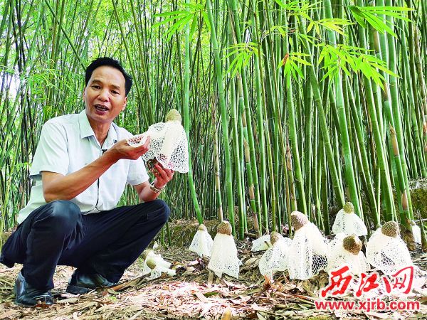 洁白美丽的竹荪成为下寨村的致富新产品。