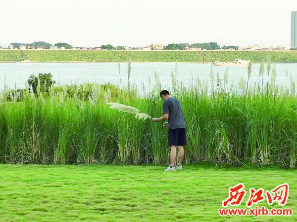 市民在肇庆江滨公园随意采摘花草。 西江日报记者 杨丽娟 摄