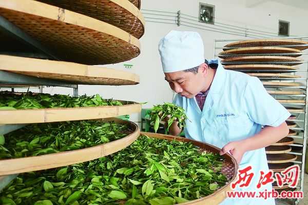 陈汉荣正在检查采摘回来茶叶的品质。 西江日报记者 严炯明 摄
