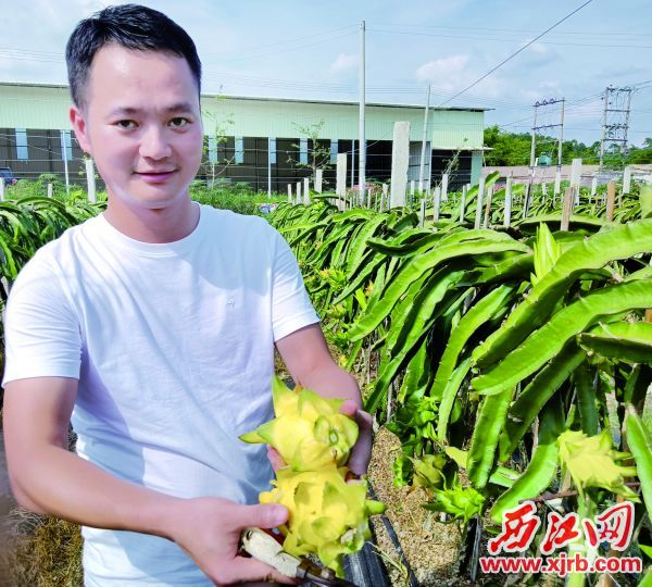 梁永雄和他种植的黄龙果。 受访者供图