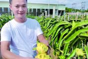肇慶市粵色農業發展有限公司黃龍果年產值約600萬元 有機“黃金果”市場香餑餑