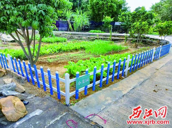 建设后的“四小园 ”——小菜园。 西江日报通讯员 江燕霞 摄