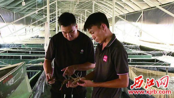 张铭华（左一）养殖澳洲淡水龙虾。 西江日报通讯员 黄小凤 摄