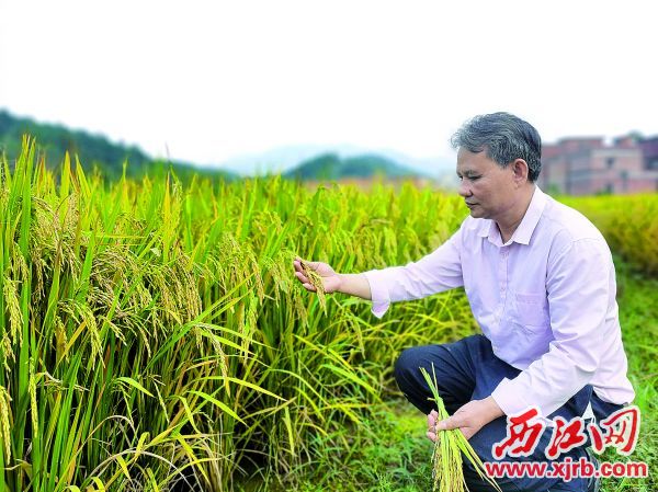 得天独厚的地理环境孕育出优质活道米。图为卢水荣在查看水稻生长情况。