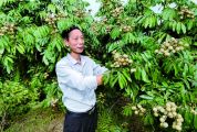 德庆县创宏现代农业发展有限公司 四季蜜龙眼冬季错峰上市收益高