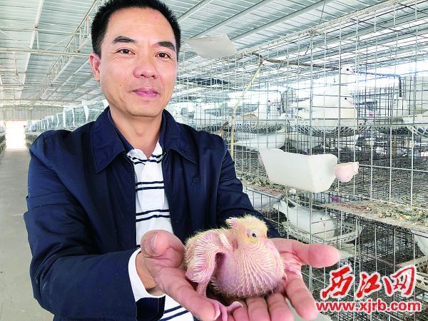 威尼斯人网站领丰鸽业发展有限公司总经理陈伯钧展示养殖中的幼鸽。