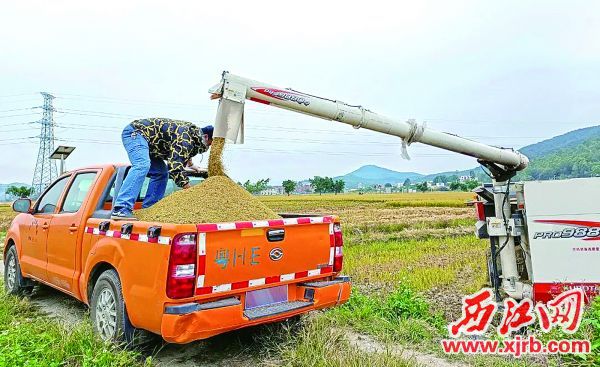 农户正在车上收稻谷。
 西江日报通讯员 赖英娜 摄