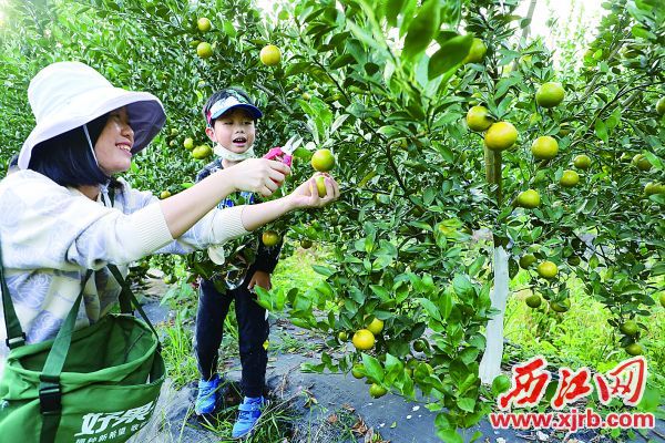 近日，游客在德庆县官圩镇体验贡柑采摘。 西江日报记者 刘春林 摄