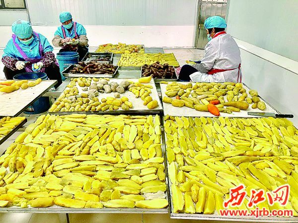 广宁县潭布镇文兴番薯专业合作社工人在制作番薯干。