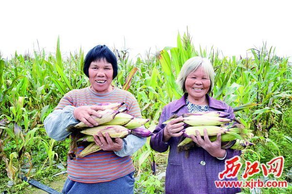 村民展示籽粒飽滿的玉米棒，臉上洋溢著收獲的喜悅。 西江日報通訊員 徐槿 攝