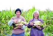 洒下“黑珍珠” 打开致富门 怀集县马宁镇紫玉米种植产业让村民增加收入