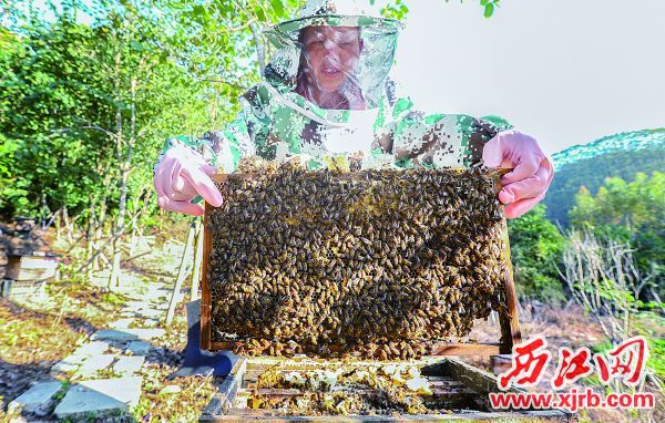 養蜂人在蜂場觀察蜜蜂生長情況。