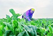 肇慶全發農業發展有限公司 “兩棵菜”收獲無數市場“鐵粉”