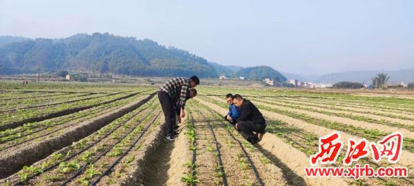 帮扶工作队与农技团队在昔日的撂荒地里了解新种蔬菜的生长情况。 广宁县供图