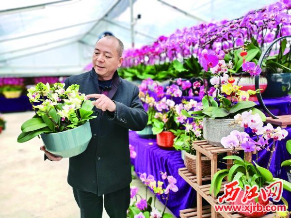 厂排疏导区迎春花市的工作人
员在准备鲜花销售。
西江日报记者 杨丽娟 摄