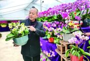 肇慶萬綠興花卉種植有限公司 年產300萬盆蘭花暢銷全國