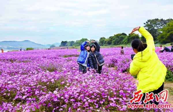 五彩斑斓的花海吸引众多周边市民游客拍照留影。  西江日报记者  梁小明  摄