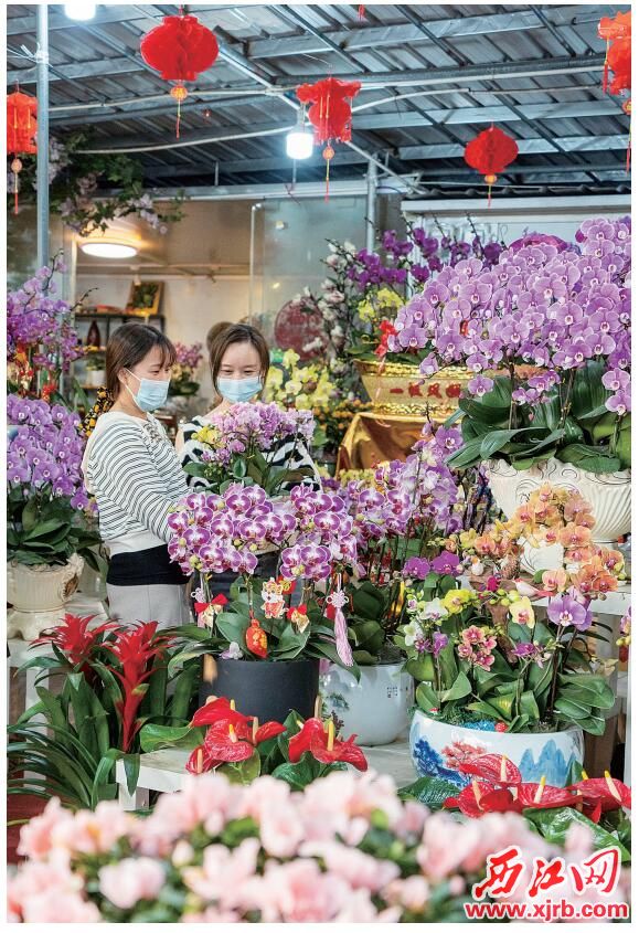 在端州城区宋城二路的一家花店，市民正在挑选年花 ，寓意新的一年
“花开富贵”。 西江日报记者 曹笑 摄