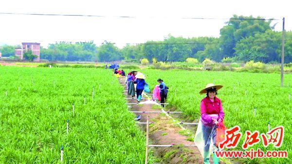 工人在田间有条不紊地采摘韭菜花。
西江日报通讯员 陈国飞 摄