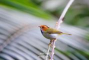 鼎湖山保護區發現鳥類新記錄！帶你去探訪這位“新朋友”！