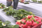摘草莓、劃艇……鼎湖這里的鄉村生態休閑游備受歡迎！