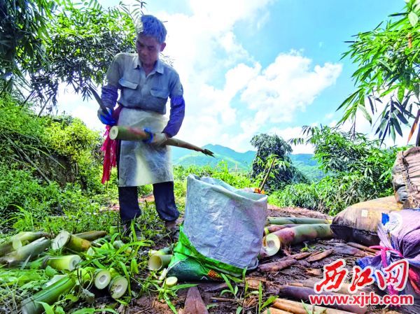 種植、采挖麻竹筍為廣寧農民增收致富。圖為一名村民在收獲麻竹筍。