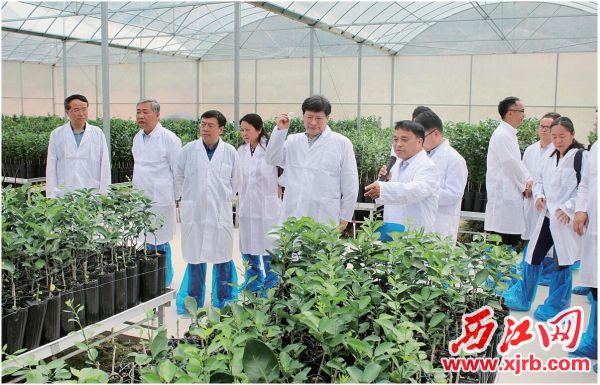 专家学者在德庆县贡柑现代农业产业园为无病毒苗木提供技术指导。 西江日报通讯员 何天行 摄
