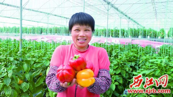 綠色健康的林洞彩椒成為暢銷產品。圖為種植出來的彩椒。