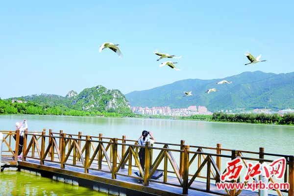 位于星湖國家濕地公園的“小鳥新天堂”。 西江日報記者 吳勇強 攝