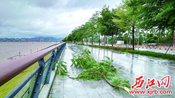 端州区江滨路树枝被大风吹倒。 西江日报记者 吴勇强 摄