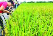 省农科院在肇举办早造水稻新品种现场观摩会 擦亮“肇字号”优质丝苗米品牌