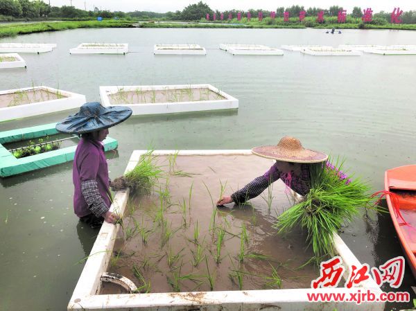 鱼塘种稻成为现实。图为工人在浮床上插秧，插满后将推入鱼塘里。