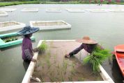 肇庆首次，水稻“长”在鱼塘上 目标亩产水稻约千斤，计划今年在鼎湖高要四会推广万亩水稻