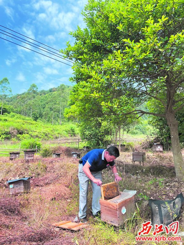 在新文养蜂专业合作社养蜂场里，江先洋在查看蜂群产蜜情况。西江日报记者 夏紫怡 摄