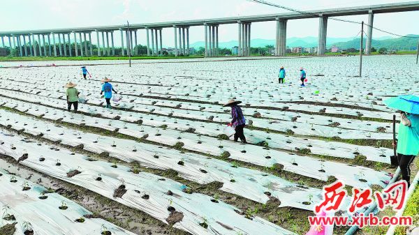 封开县渔涝镇千亩水稻辣椒种植轮作基地。 西江日报记者 王永强 摄