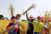 割水稻、打稻谷、扎稻草人……鼎湖这场研学游好玩又涨知识！