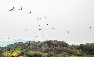 星湖湿地公园做足措施护候鸟安全