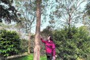 肇慶市人工種植珍貴樹種居全省前列 300多萬株“寶樹”肇慶安家 