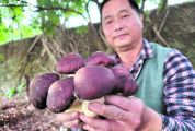 肇庆市农科所成功试种赤松茸 亩产可达6000斤，产值12万多元